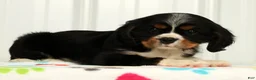 Cavalier King Charles Spaniel dogs for sale: Leo - Ad 6