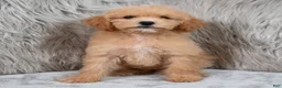 Mini Goldendoodle dogs for sale: Ivy ID: 3855 - Ad 2