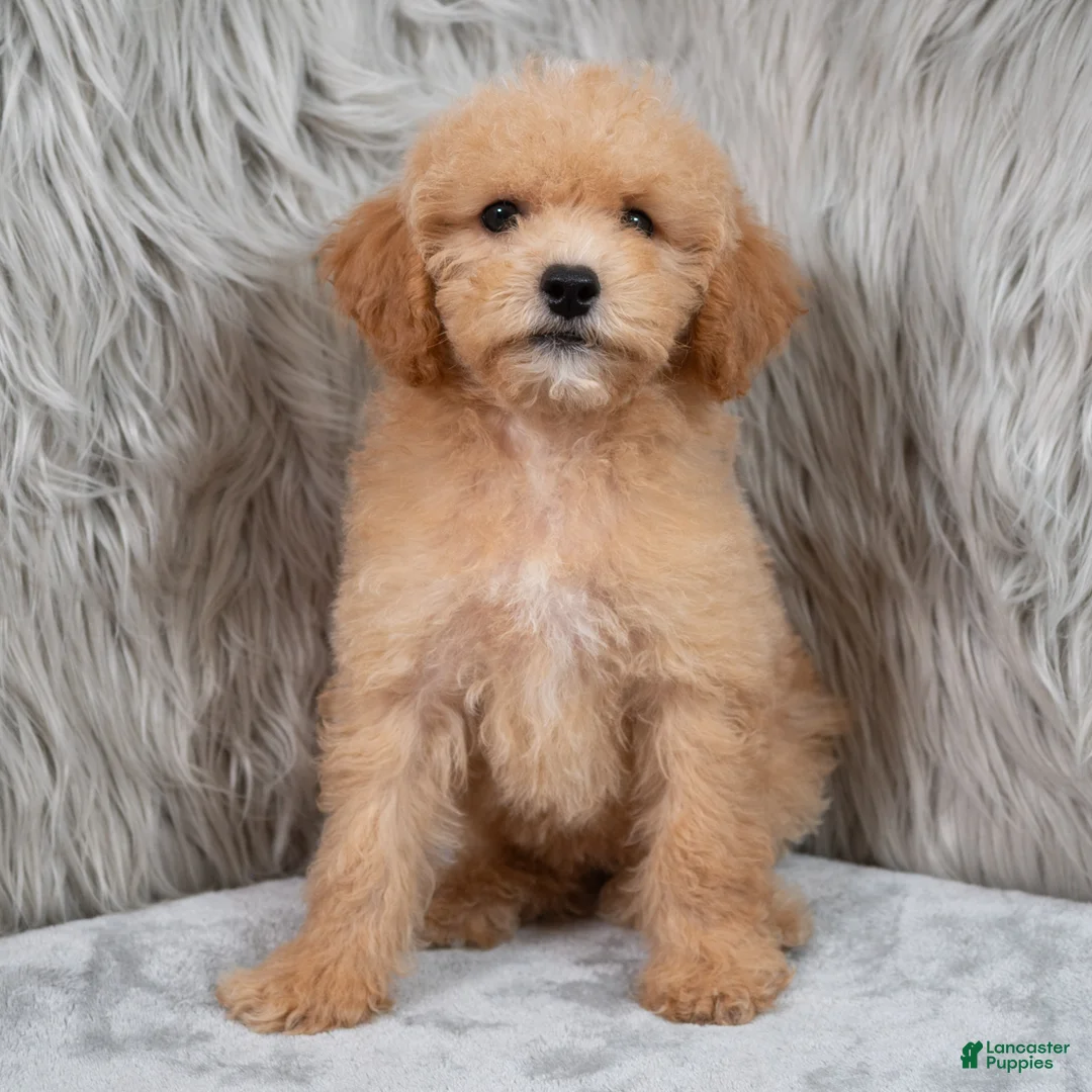 Mini Goldendoodle dogs for sale: Ivy ID: 3855 - Ad 2
