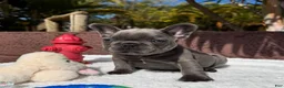 French Bulldog dogs for sale: Teddy - Ad 17