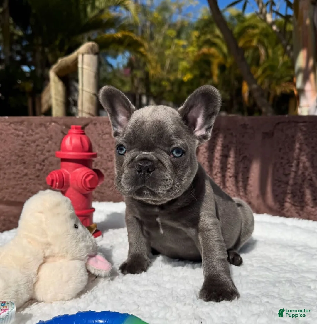 French Bulldog dogs for sale: Teddy - Ad 17