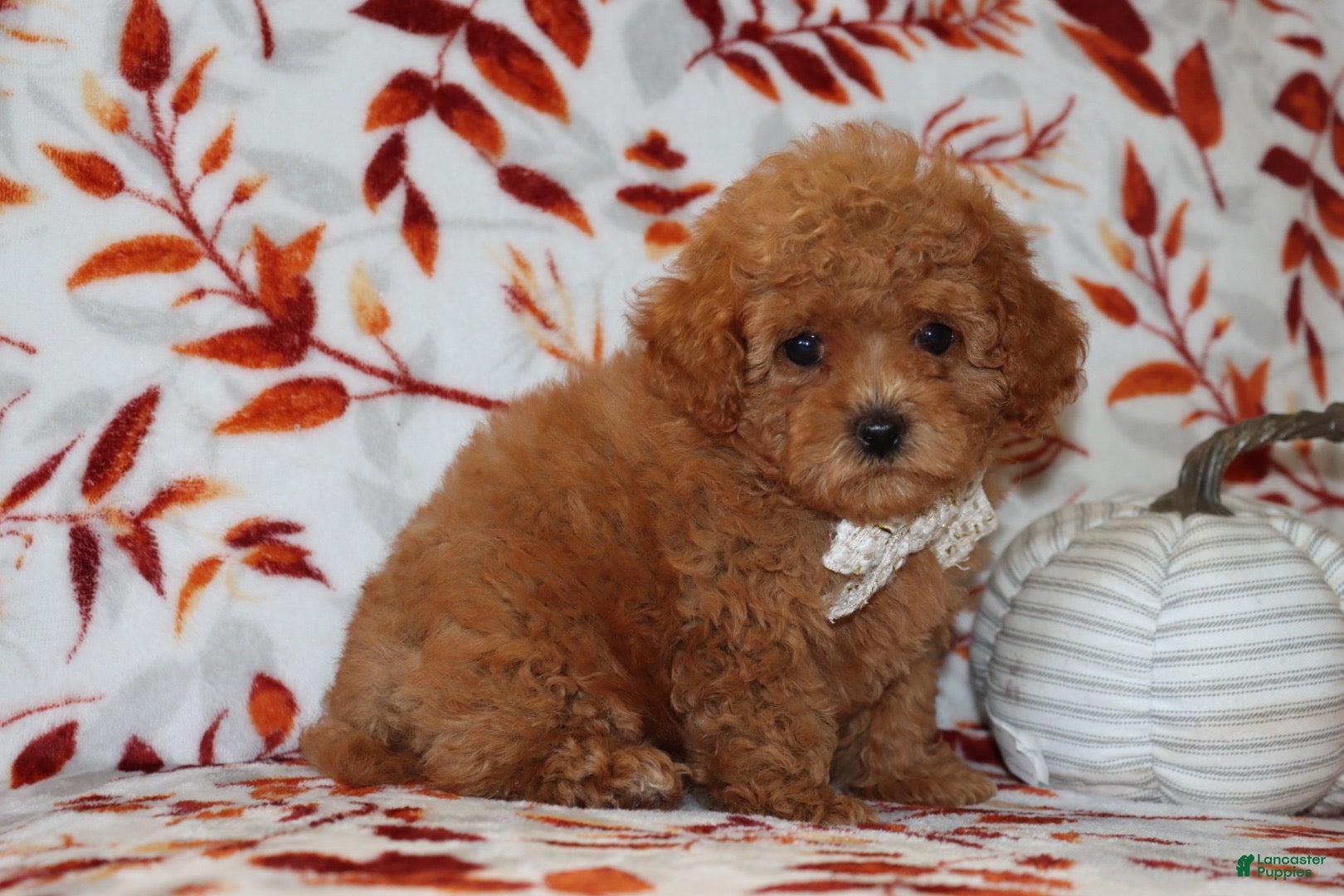 Toy Poodle dogs Pierre - Ad 2