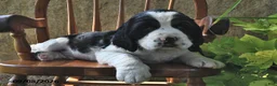 English Springer Spaniel dogs for sale: Smartie  - Ad 3