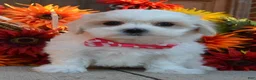 Maltipoo dogs for sale: Maggie - Ad 4