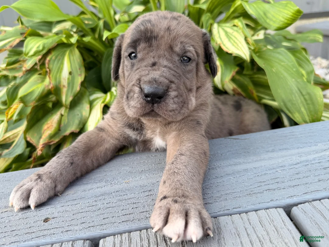Great Dane dogs for sale: Andy  - Ad 5