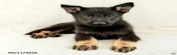 German Shepherd dogs for sale: Bridgette - Ad 3