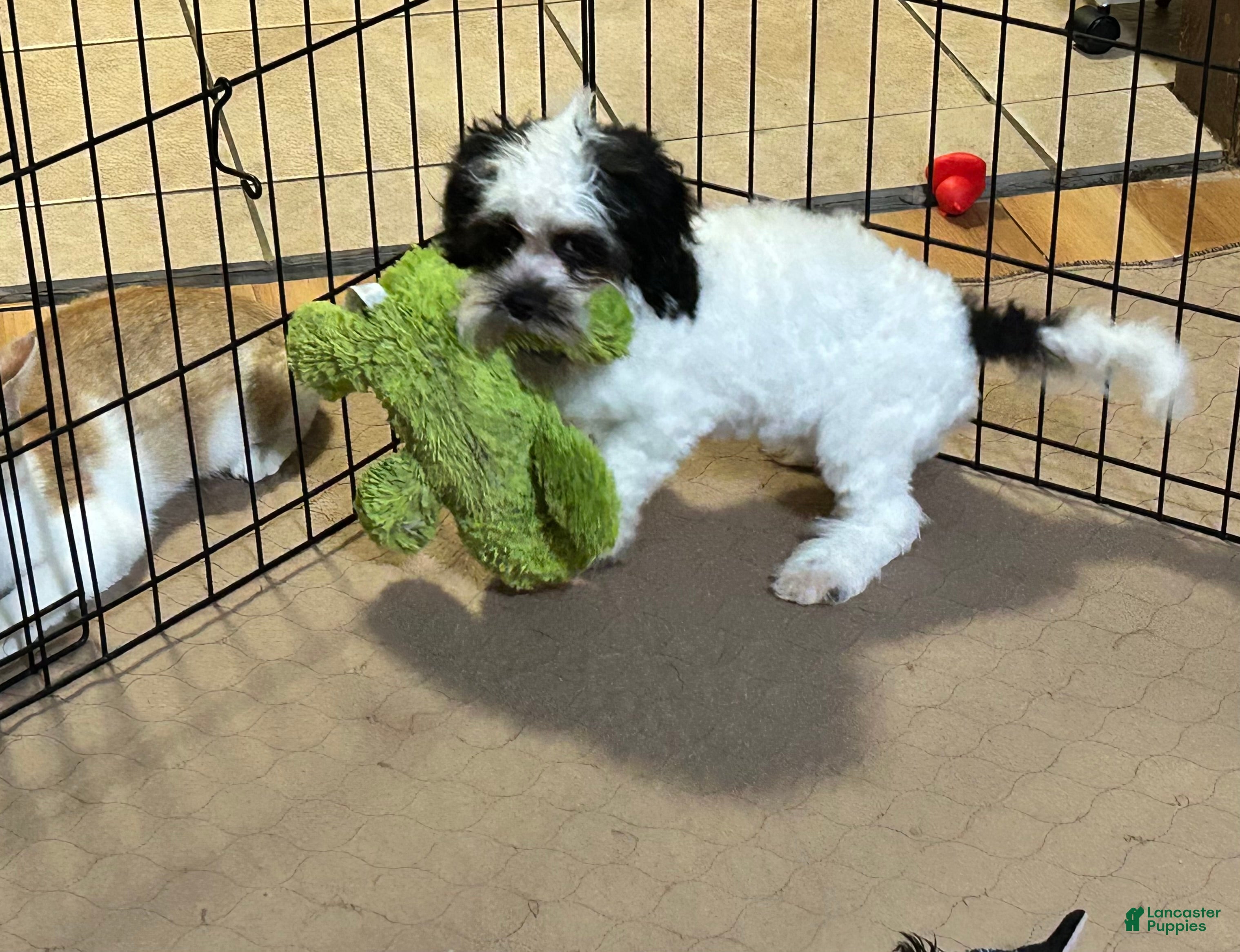 Shihpoo dogs Shihpoo 1 - Ad 34