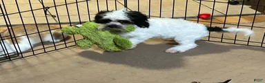 Shihpoo 1