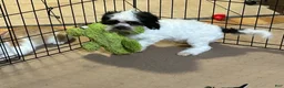 Shihpoo dogs for sale: Shihpoo 1 - Ad 1