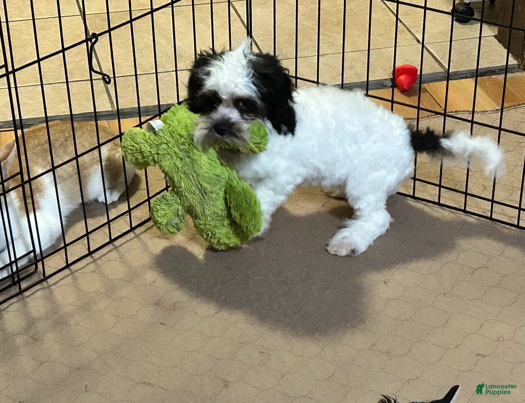 Shihpoo dogs for sale: Shihpoo 1 - Ad 1