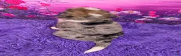 Mini Bernedoodle dogs for sale: Brenna - Ad 4