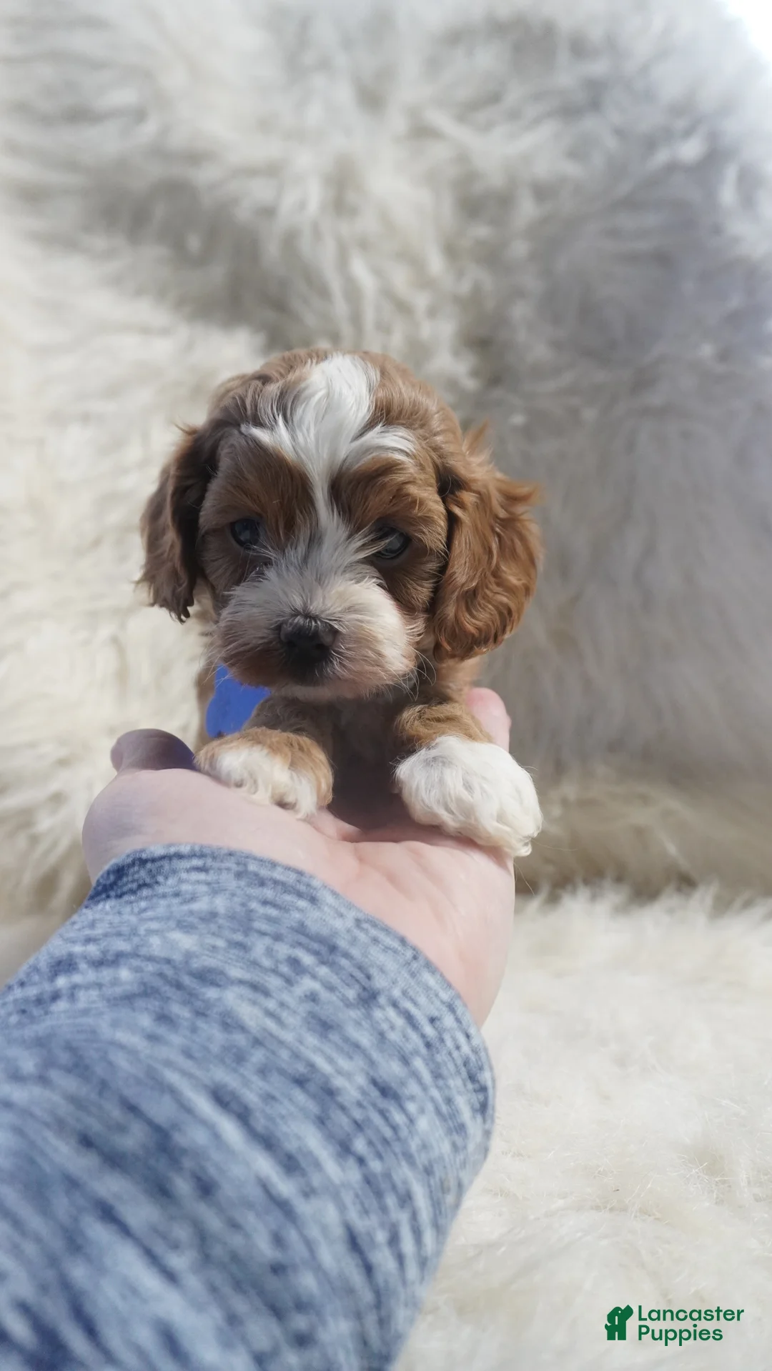 Cavapoo dogs for sale: Slater - Ad 10