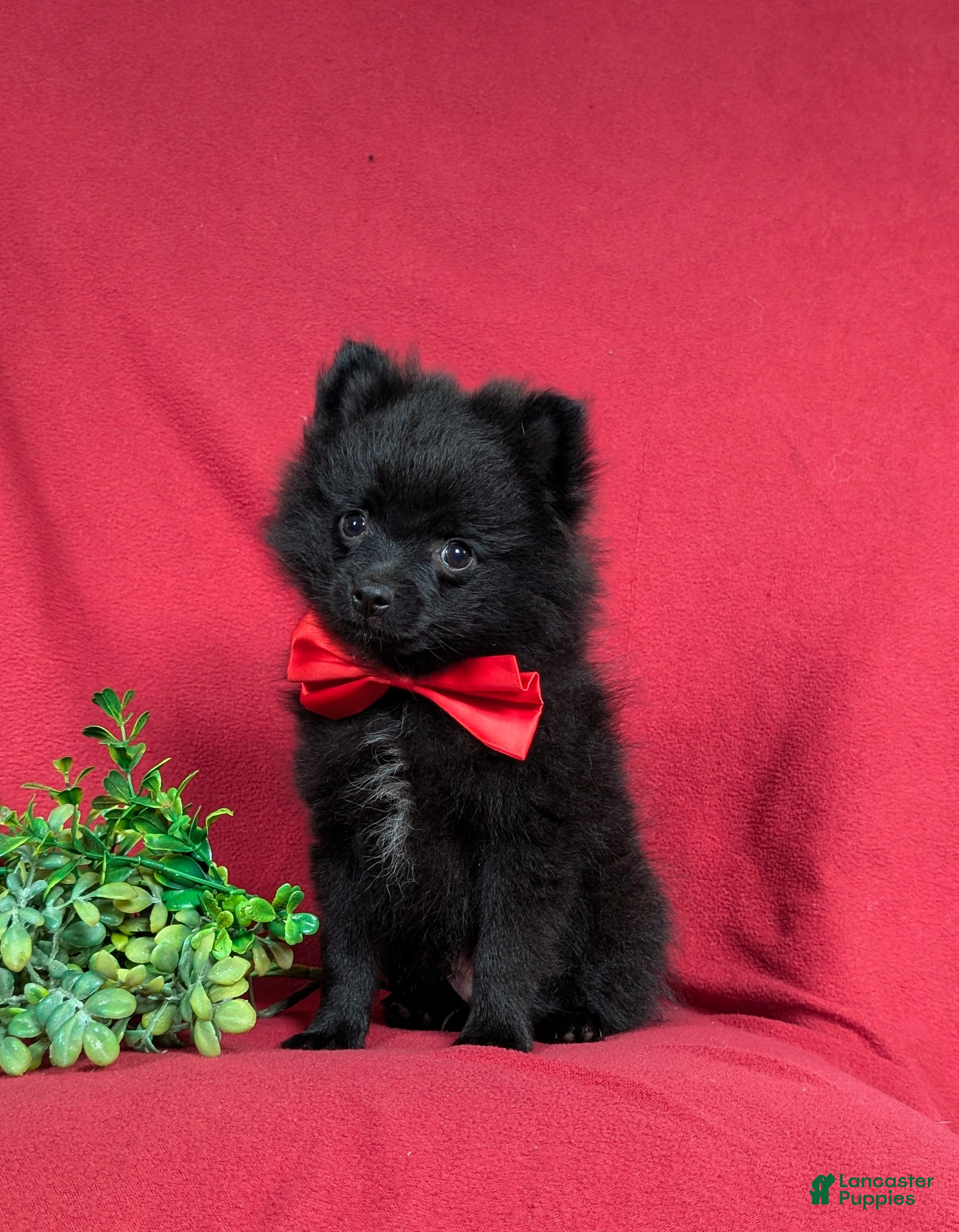 Pomeranian dogs Malloy 9 lbs Full Grown - Ad 1