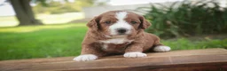 Cavapoo dogs for sale: Blaise Cavapoo  - Ad 25