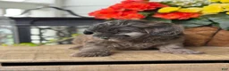 Mixed Breed dogs for sale: Quincey - Ad 9
