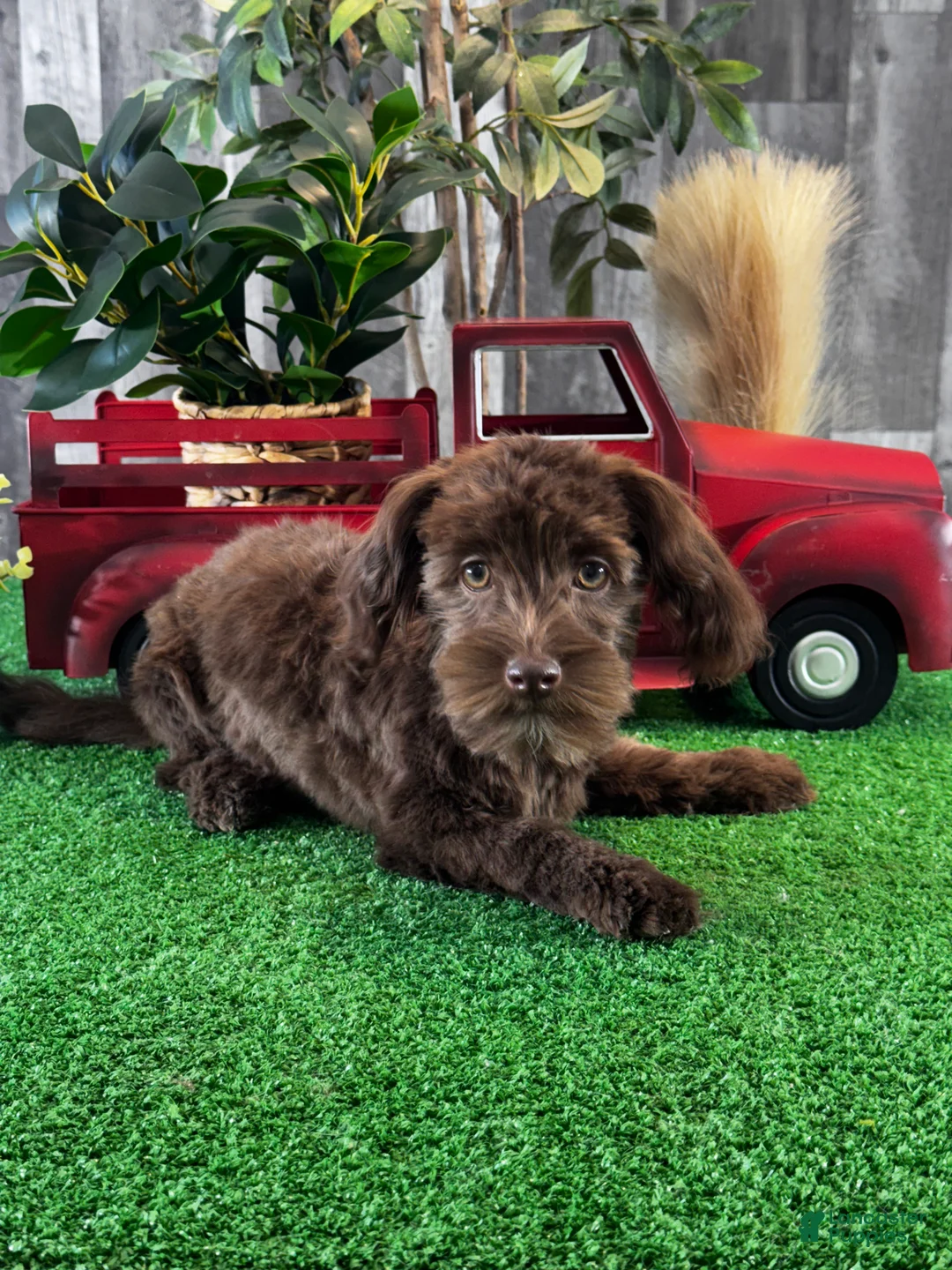 Havanese dogs for sale: Hanna  - Ad 2