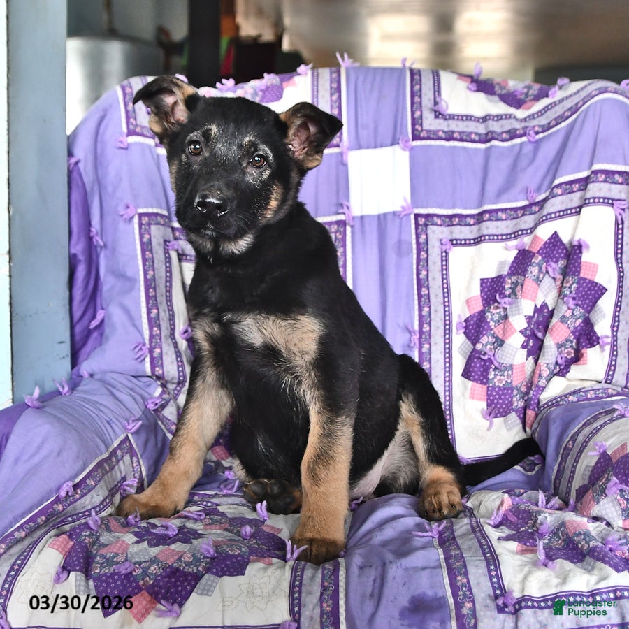 German Shepherd dogs Teresa - Ad 1