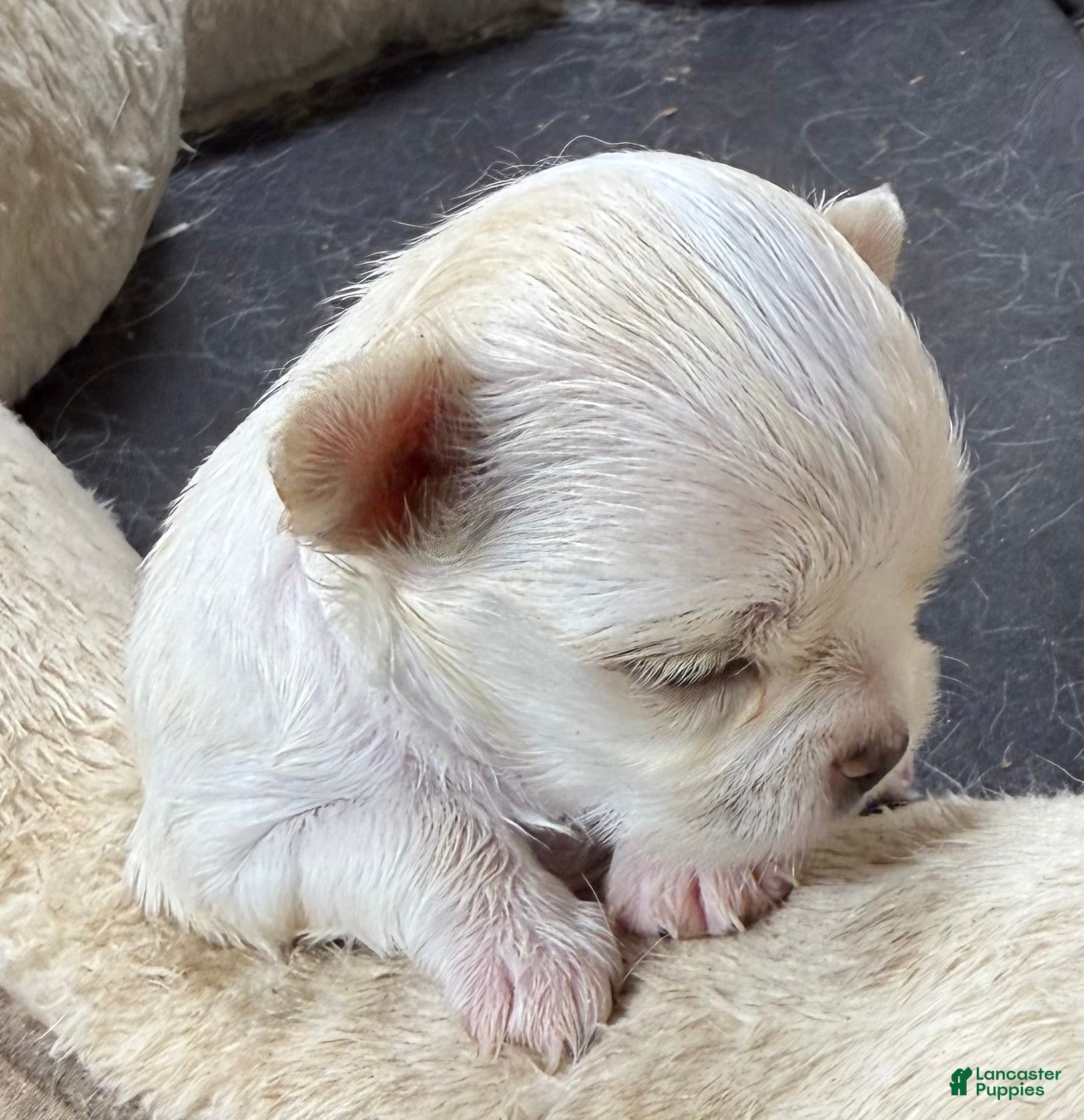 Chihuahua dogs Lunita  - Ad 2