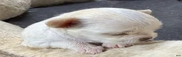 Chihuahua dogs for sale: Lunita  - Ad 8