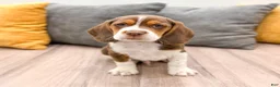 Beagle dogs for sale: Smokey - Ad 1