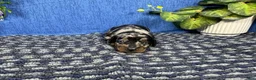 Miniature Dachshund dogs for sale: Miniature Dachshund 3 - Ad 2