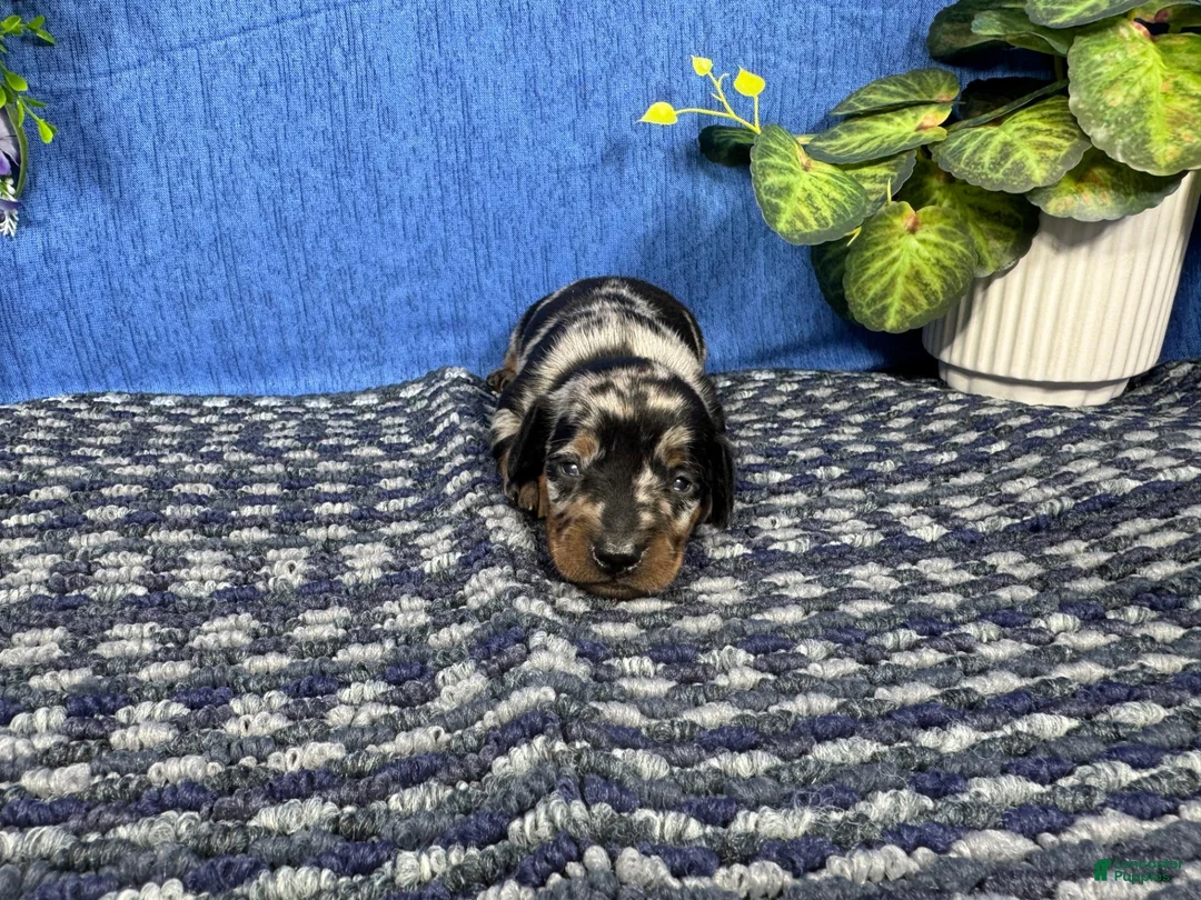 Miniature Dachshund dogs for sale: Miniature Dachshund 3 - Ad 2