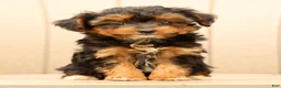 Morkie dogs for sale: Dana - Ad 6