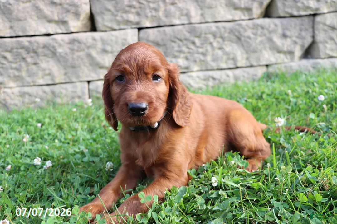 Irish Setter dogs for sale: Benjamin - Ad 1
