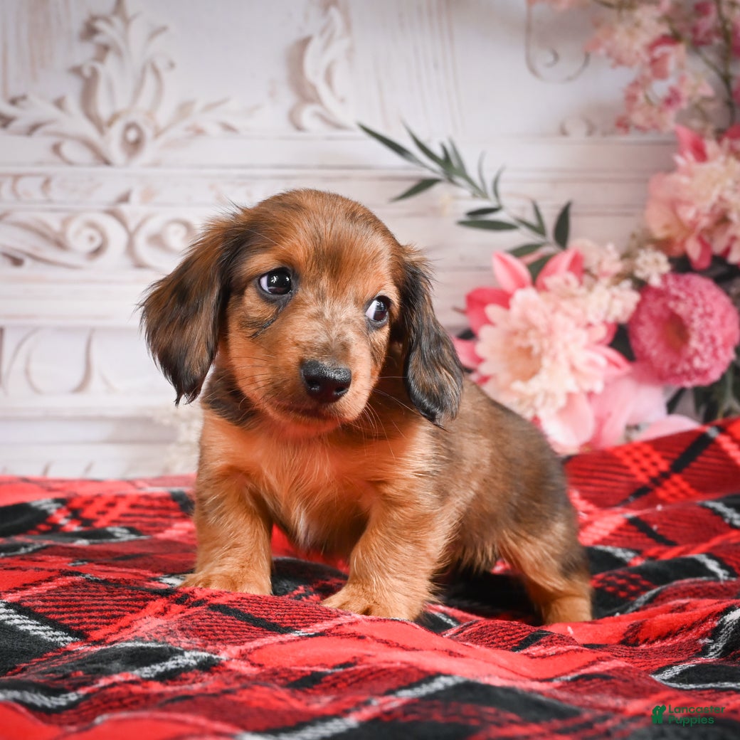 Miniature Dachshund dogs AKC-Edison - Ad 2