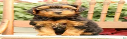 Morkie dogs for sale: Debora - Ad 5