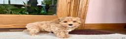 Havapoo dogs for sale: Havapoo Puppy 1 - Ad 8