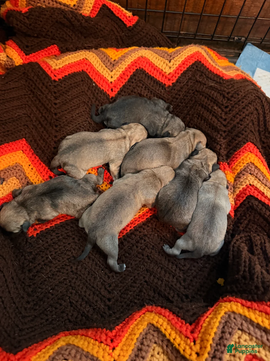 Mixed Breed dogs for sale: Chug 1 - Ad 1