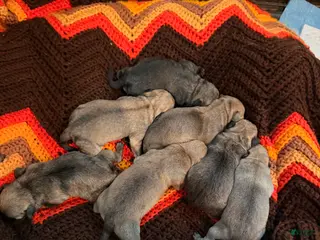 Mixed Breed dogs Chug 1 - Ad 11