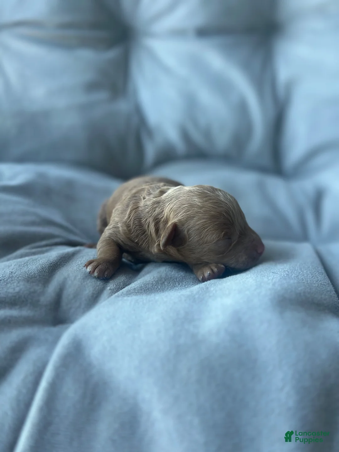Toy Poodle dogs for sale: AKC Fleur - Ad 1