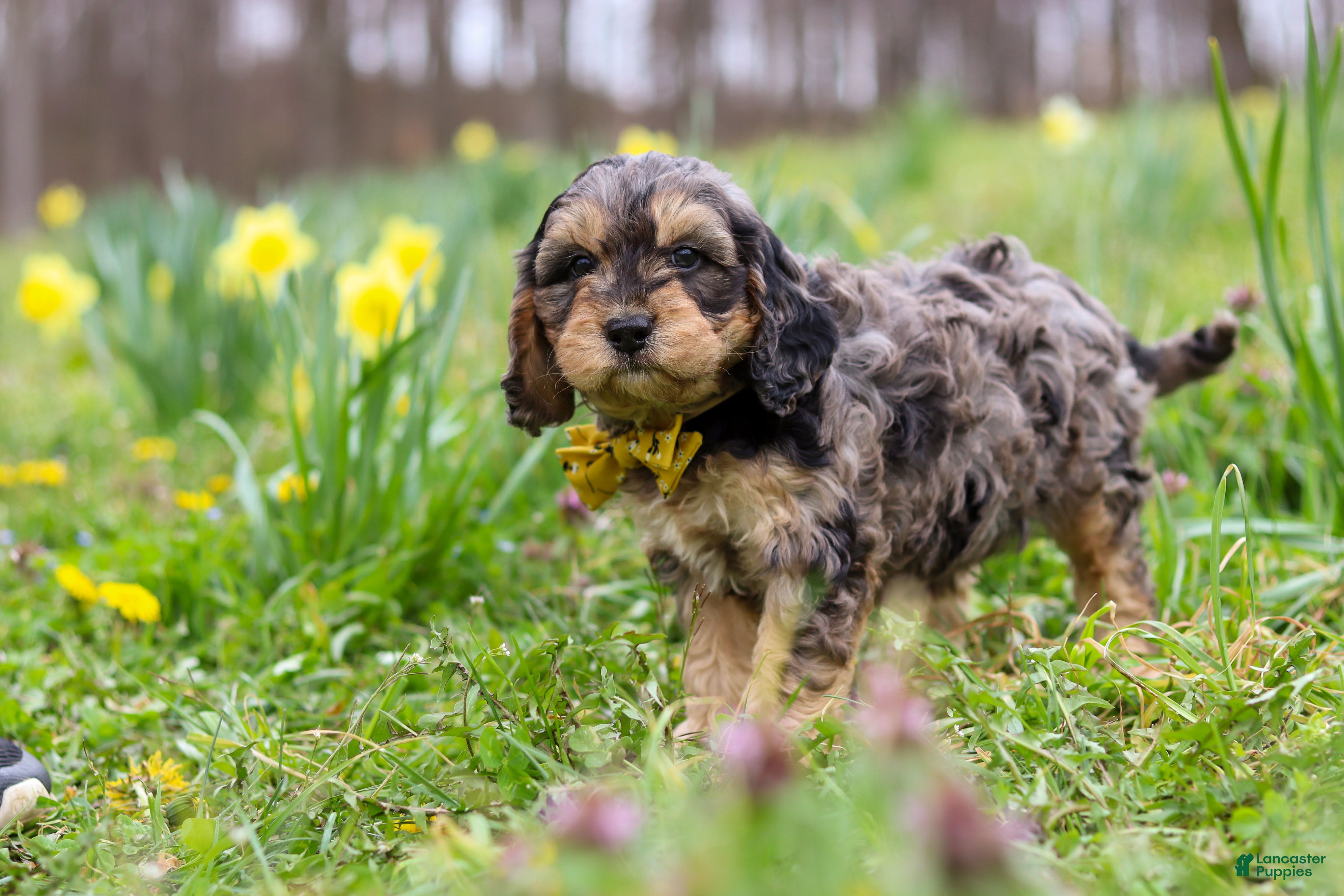 Cavapoo dogs Edgar - Ad 2