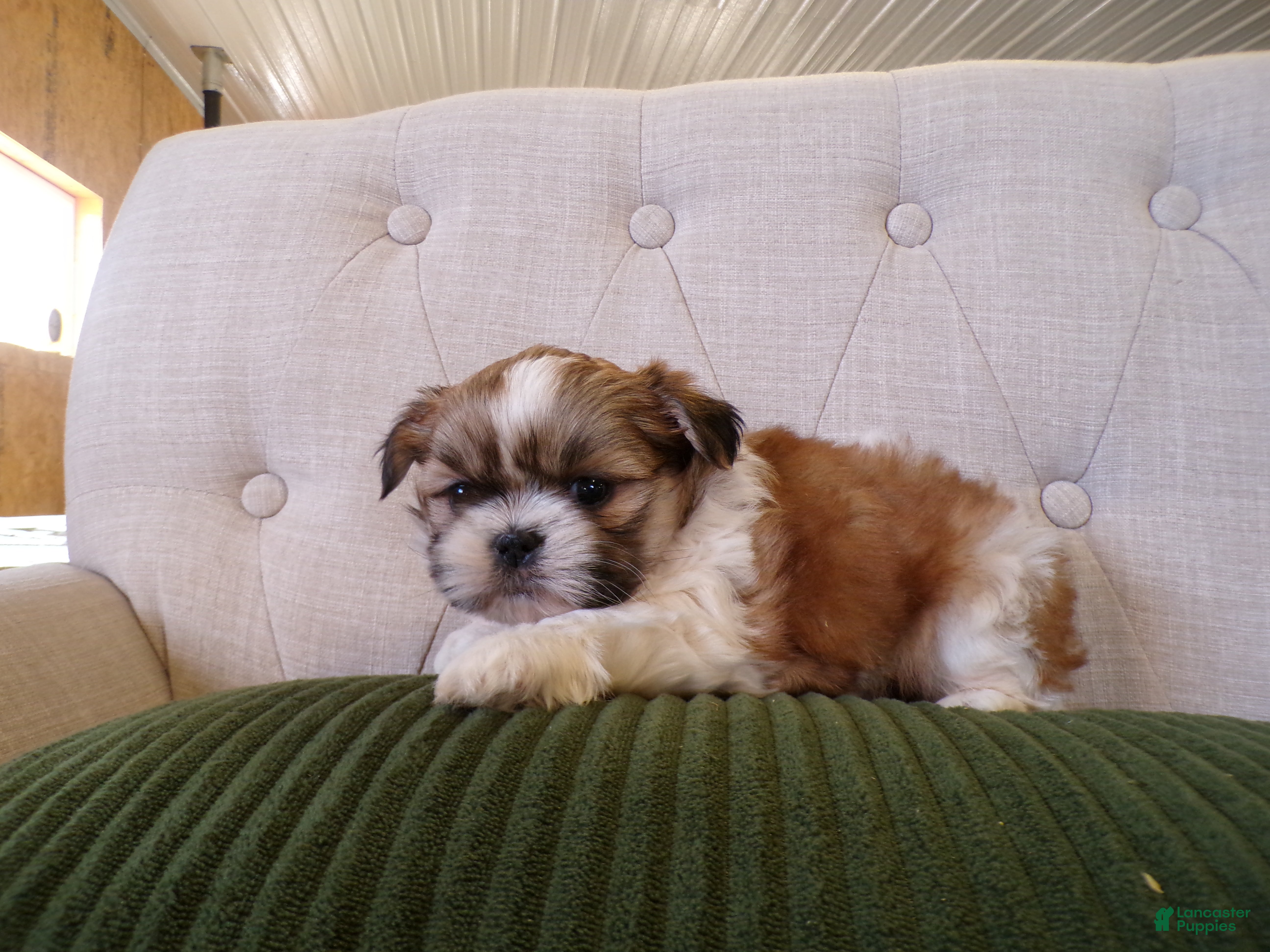 Shih Tzu dogs Oliver - Ad 2