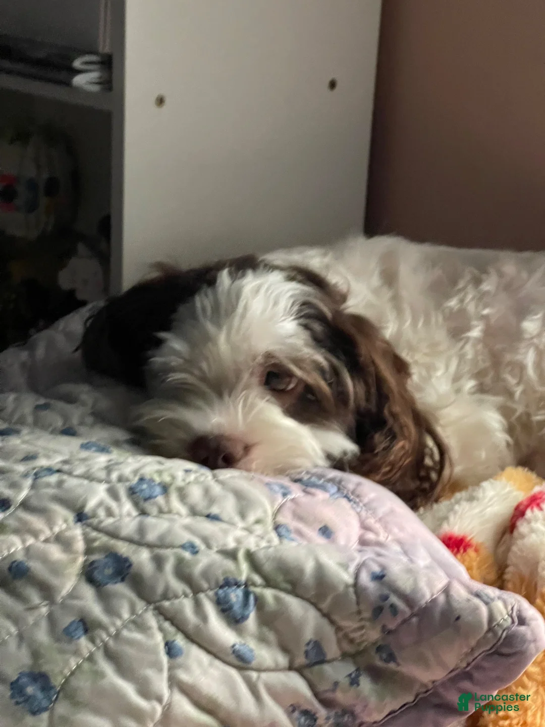 Shihpoo dogs for sale: Cherry - Ad 4