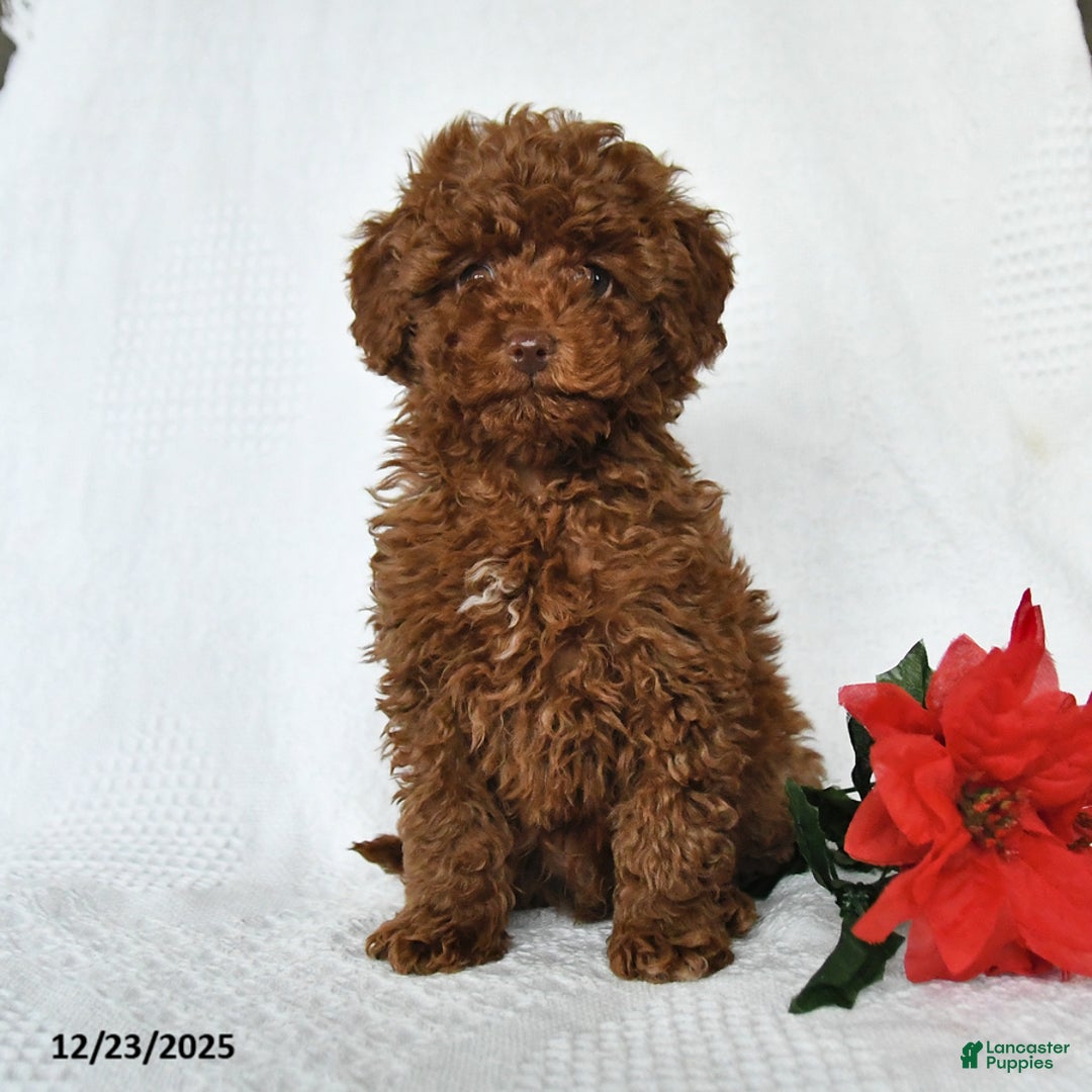 Toy Poodle dogs for sale: Ezra - Ad 7