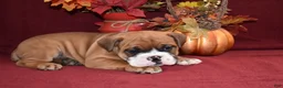 Mixed Breed dogs for sale: Benny - Ad 3