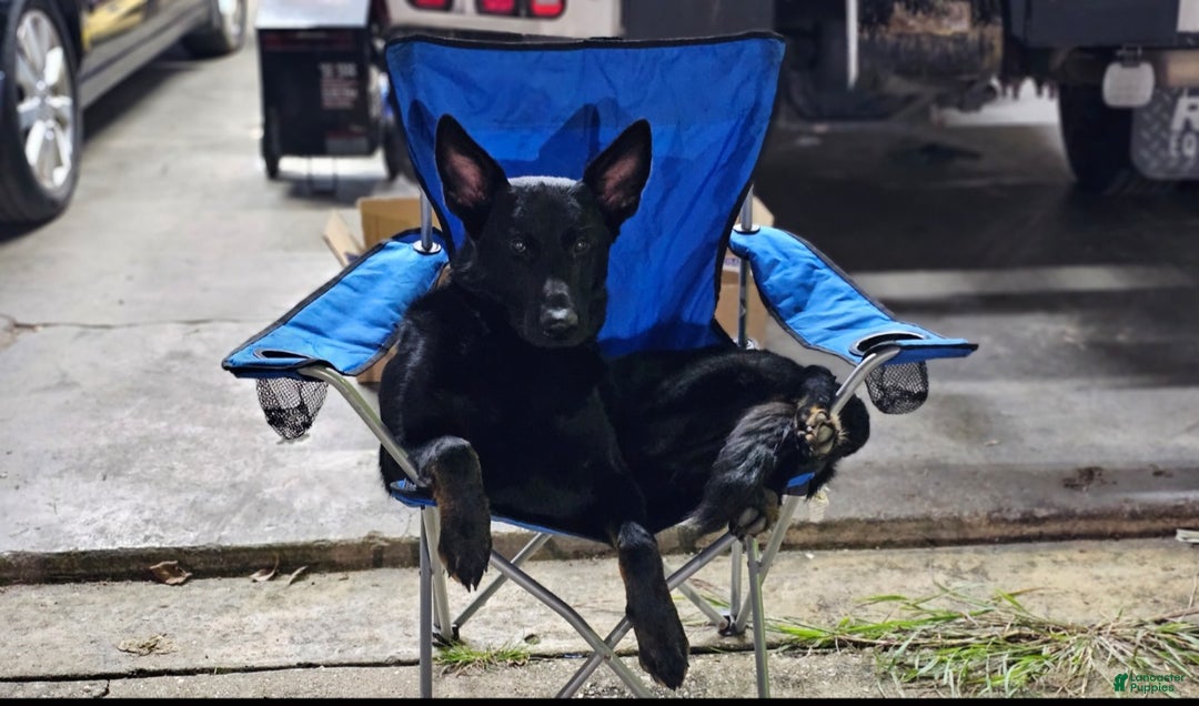 German Shepherd dogs for sale: German Shepherd Puppy 1 - Ad 9