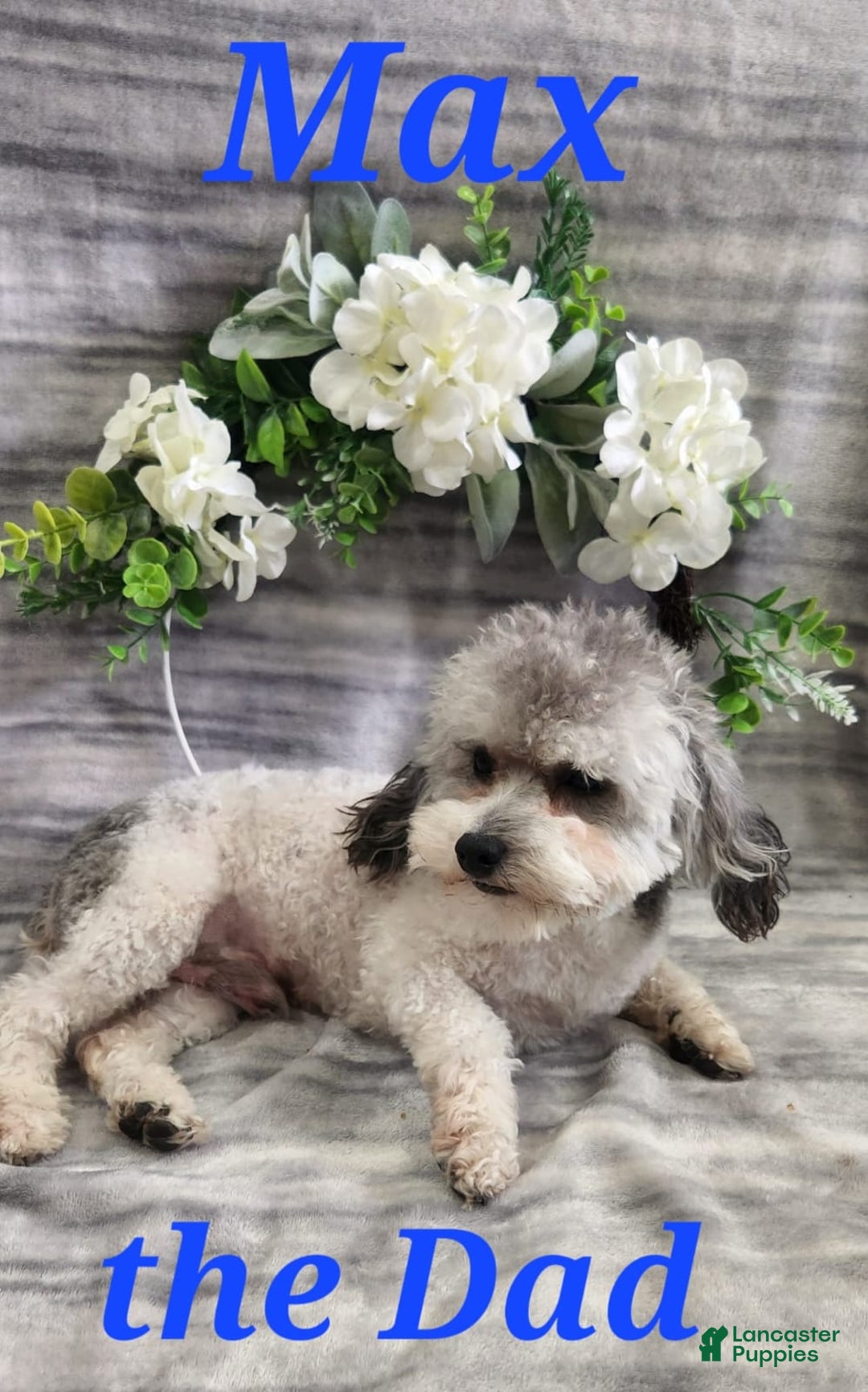 Yorkiepoo dogs for sale: Piper - Ad 5