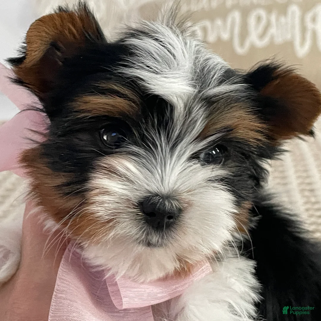 Biewer Terrier dogs for sale: Little Maya - Ad 2