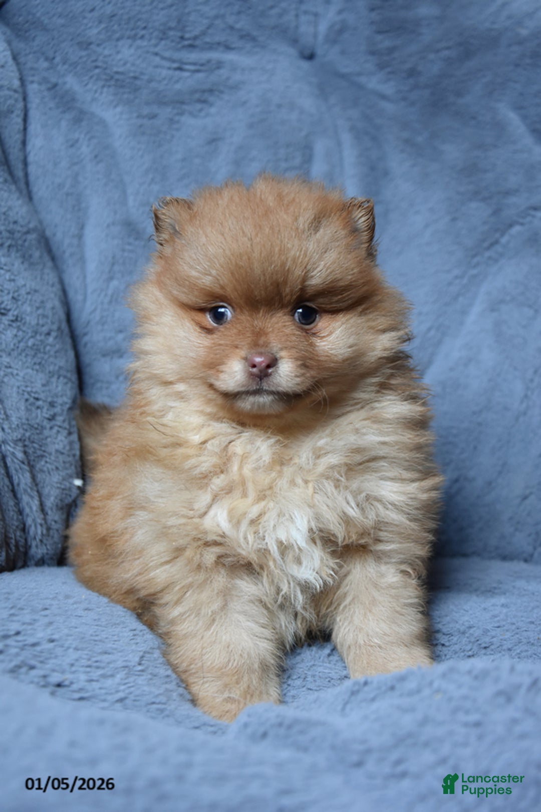 Pomeranian dogs for sale: Rocket - Ad 1