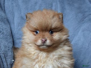 Pomeranian dogs Rocket - Ad 41