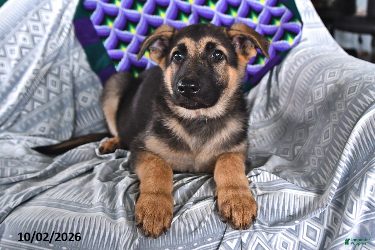 German Shepherd dogs Tessa - Ad 1