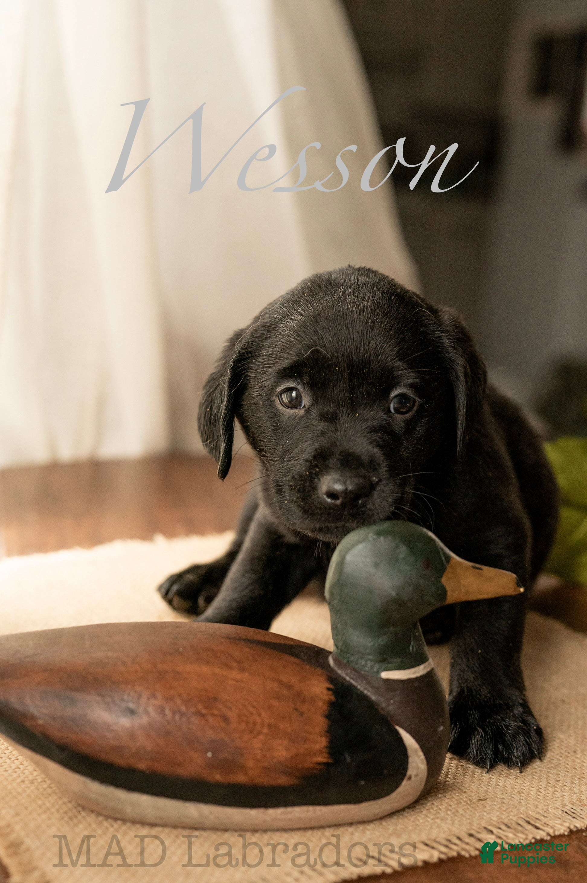 Labrador Retriever dogs Wesson - Ad 16
