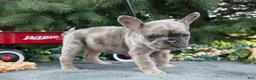 French Bulldog dogs for sale: Frida - Ad 3