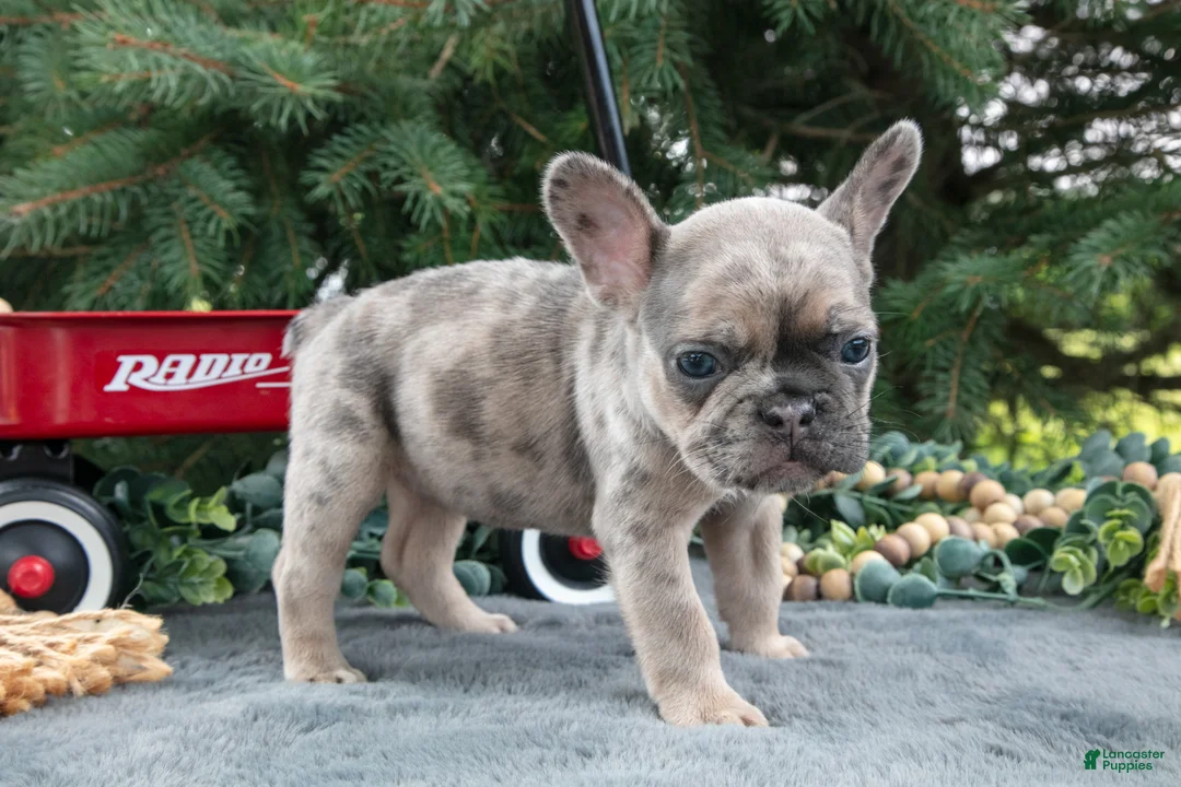 French Bulldog dogs for sale: Frida - Ad 3