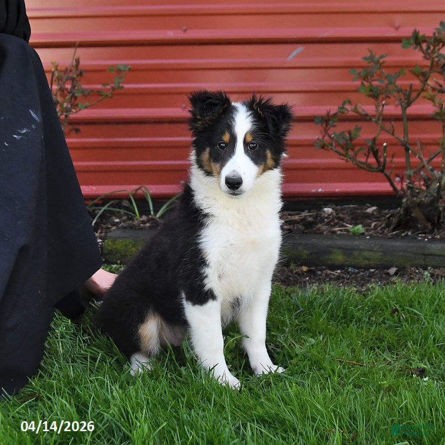 Shetland Sheepdog dogs Peanut  - Ad 1