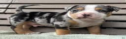 American Bully dogs for sale: Griffon - Ad 3